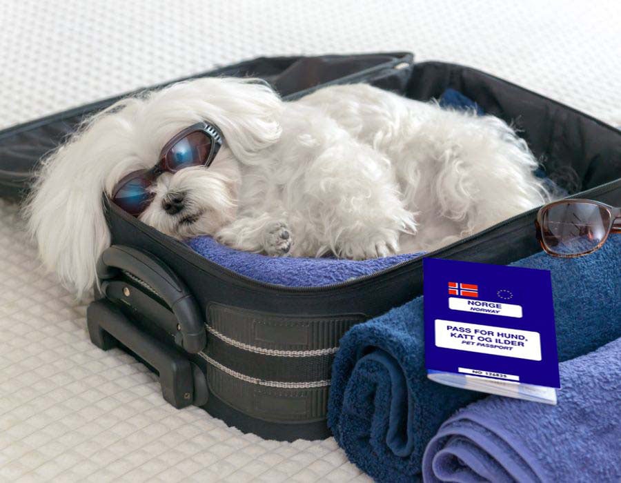 Hund i koffert_med pass